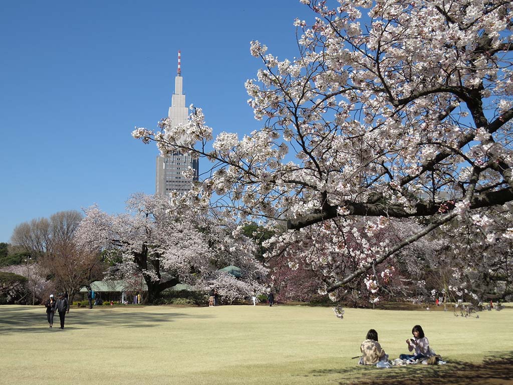 Các Địa Điểm Ngắm Hoa Anh Đào Ở Tokyo & Thời Gian Hoa Nở