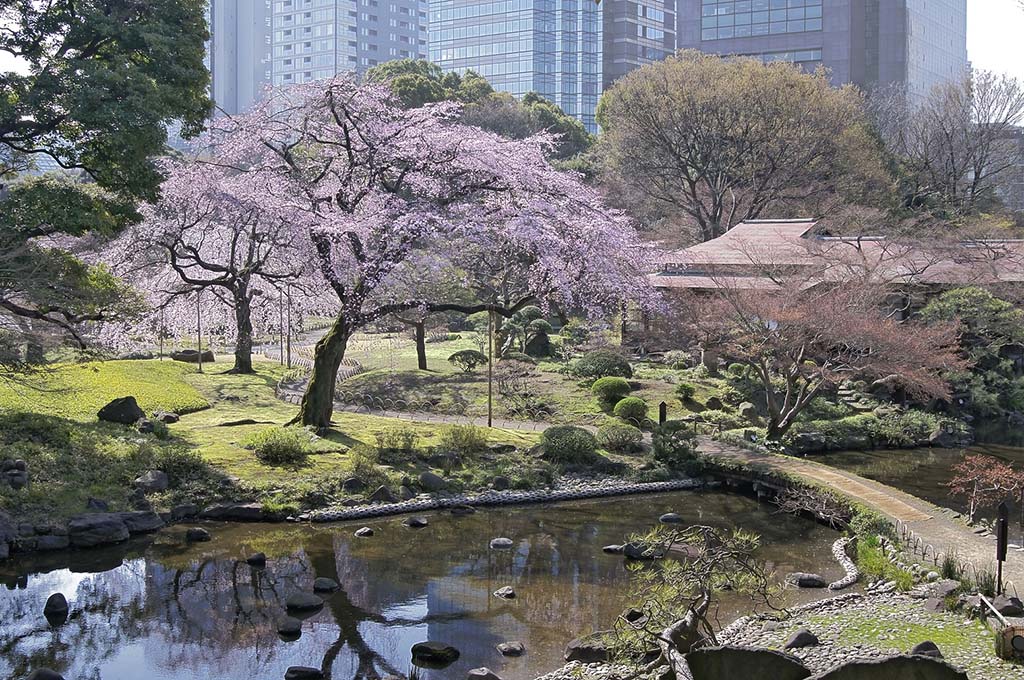 Các Địa Điểm Ngắm Hoa Anh Đào Ở Tokyo & Thời Gian Hoa Nở