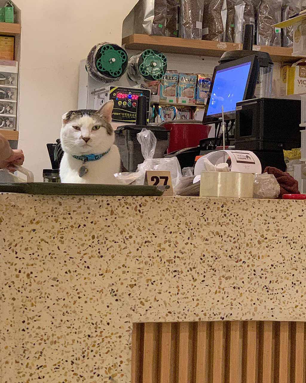 10 Quán Cafe Mèo Hà Nội - Điểm Đến Cho Người Mê Thú Cưng