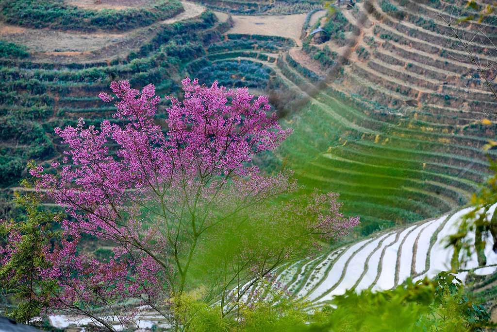 Kinh Nghiệm Du Lịch Nghĩa Lộ: Đi Đâu, Chơi Gì & Ăn Gì